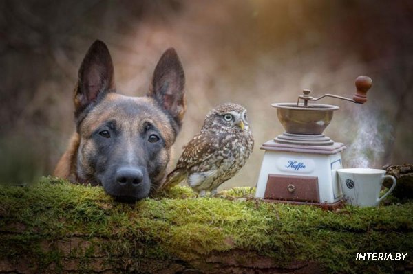 Собака и сова, которые не могут жить друг без друга (Фото)
