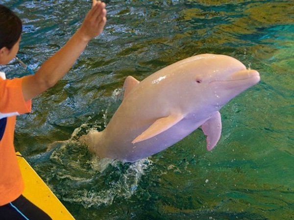 Краснеющий дельфин-альбинос собирает толпы зрителей