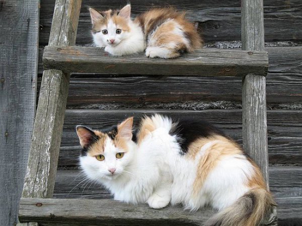 15 котов и их очаровательные мини-копии