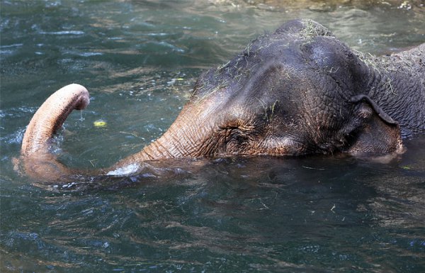 В затопленном зоопарке Уссурийска  погибли животные