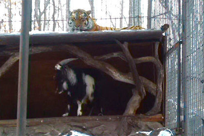 Амурский тигр подружился с отданным ему на съедение козлом Тимуром