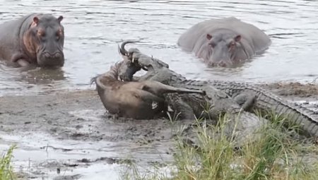 Бегемоты отбили антилопу у крокодилов
