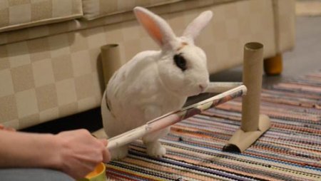 Умный кролик выучил так много трюков, что стал мировым рекордсменом