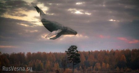 Загадочная гибель кита посреди леса озадачила биологов