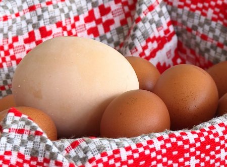 Самое большое яйцо в Беларуси снесено на птицефабрике Могилевщины