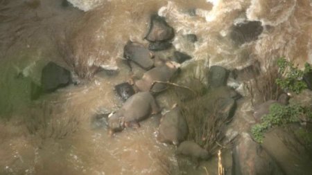 Шесть слонов погибли в Таиланде, пытаясь спасти слоненка