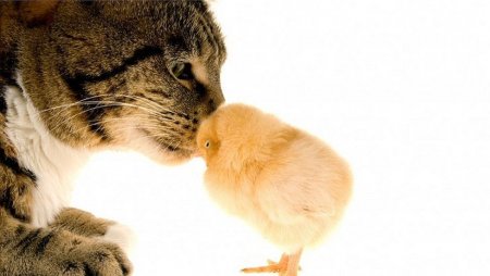 Странная дружба между животными разных видов - что их связывает?