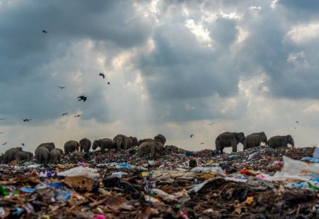 Фотография слонов на свалке выиграла конкурс Королевского биологического общества Британии