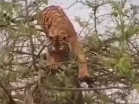 Видеохит: тигр полез на дерево за обезьяной, но что-то пошло не так