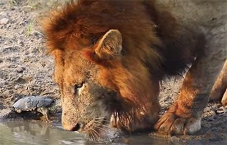 Видеохит: смелая черепаха прогнала львов с водопоя и стала героиней сети