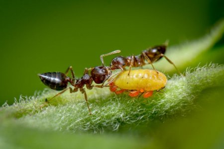 Фотография кормящихся муравьев получила приз Королевского биологического общества