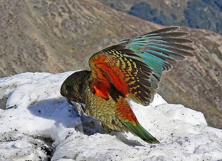 Новозеландский попугай украл GoPro, чтобы заснять свой полет