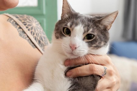 Ученые остановили размножение токсоплазмы: кошки станут безопасными