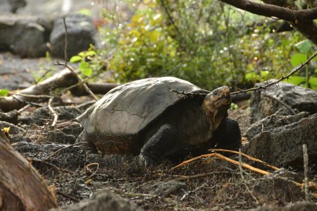 На Галапагосах нашли черепаху «вымершего» вида