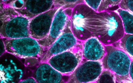 Ученые впервые напечатали стволовые клетки в биореакторе