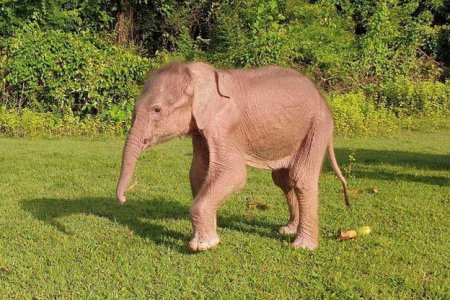 В Мьянме родился редкий белый слон с необычными глазами и спиной
