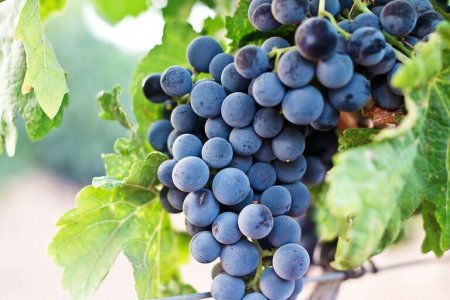 Изучено влияние винограда на продолжительность жизни