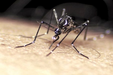 Биологи объяснили, почему одних людей комары кусают чаще других