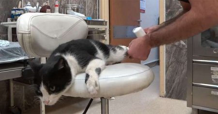 Видеофакт. В Турции кот повредил лапу и сам пришел в больницу