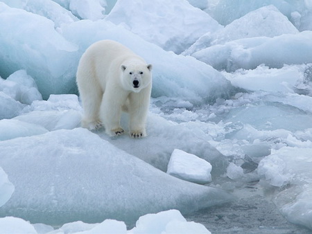 В США суровые российские морозы объяснили таянием Арктики (Видео)