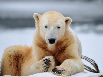 В Берлинском зоопарке умер знаменитый на весь мир медведь Кнут