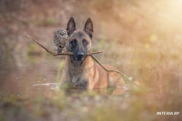 Собака и сова, которые не могут жить друг без друга (Фото)