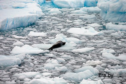 Ученые сообщили об угрожающей скорости таяния шельфовых ледников Антарктиды