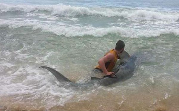 Австралиец поймал на удочку четырехметровую акулу