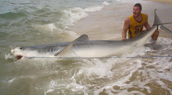 Австралиец поймал на удочку четырехметровую акулу
