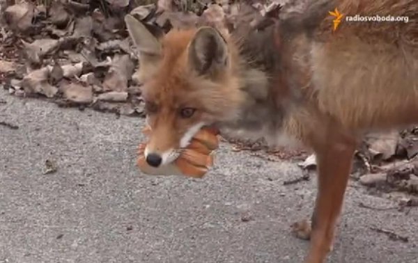 Чернобыльская лиса сделала себе бутерброд