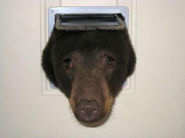 Медведь из Айдахо повторил бестактный визит Винни-Пуха