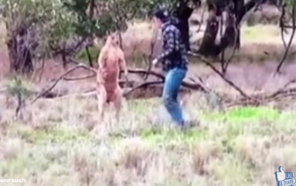 Австралиец подрался с кенгуру из-за пса. Хит сети