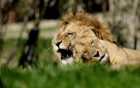В ЮАР львы устроили пиршество посреди дороги