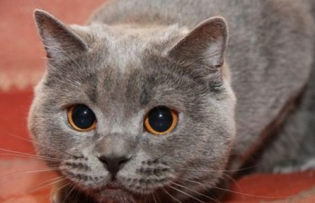 Ученые выяснили, как кошки на самом деле относятся к людям