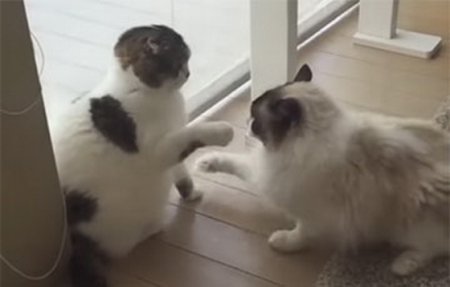 Видеохит: самая ленивая драка двух котов
