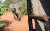 В Африке слон напал на авто с туристами