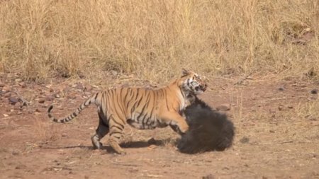 Медведица защитила потомство от голодного тигра (Видео)