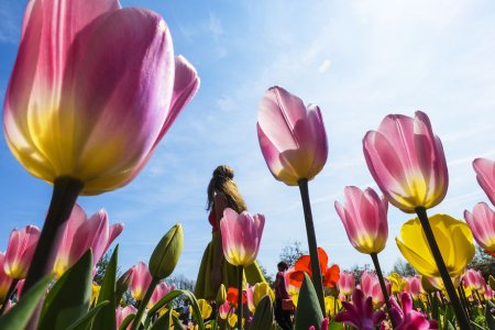 В Нидерландах одновременно расцвели 7 миллионов тюльпанов (Фото)