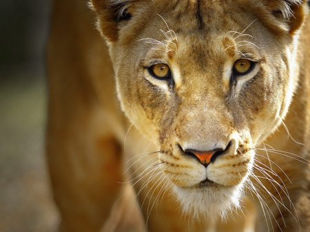 В Кении львица украла камеру у съемочной группы