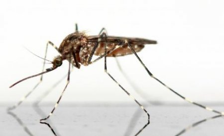 Учёные: Даже один укус комара может влиять на иммунитет человека пару дней
