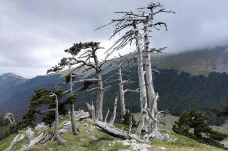 В Италии нашли самое старое дерево Европы