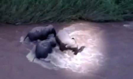 В Китае мама и тети пришли на помощь тонущему слоненку
