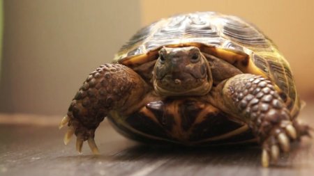 Видеохит: Черепаха борется со своим отражением в зеркале