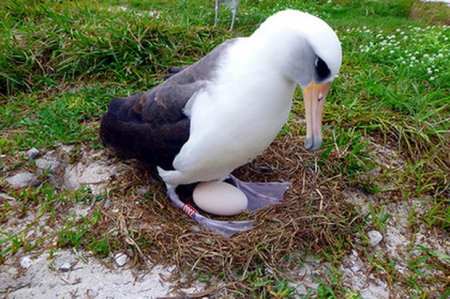 Самый старый альбатрос в мире снес яйцо в 68 лет