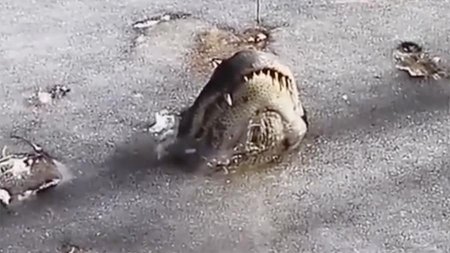 В США аллигаторы вмерзли в лед