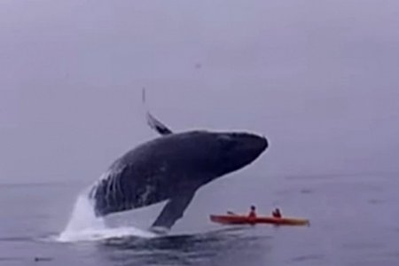 Туристы пережили падение гигантского кита и чудом остались в живых