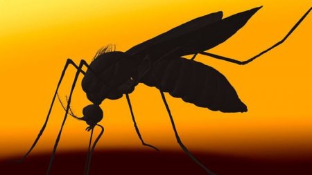 Две смерти, десятки зараженных: комары-убийцы грозят Соединенным Штатам
