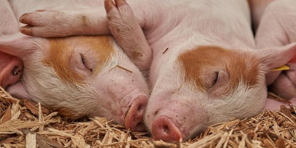 В Китае вырастили свиней с органами для пересадки человеку