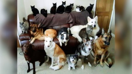 "Мы живем, как в сумасшедшем доме". Как собрать 17 кошек и собак в одном кадре?