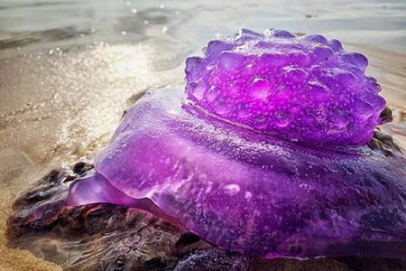 Из глубин океана вынесло редчайшую медузу фиолетового цвета